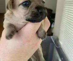 4 Terrier Chihuahua Mix puppies for sale