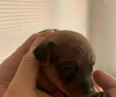 4 Terrier Chihuahua Mix puppies for sale