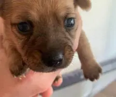 4 Terrier Chihuahua Mix puppies for sale