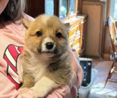 Registered Pembroke Welsh Corgi puppies for sale.