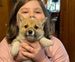 Registered Pembroke Welsh Corgi puppies for sale.