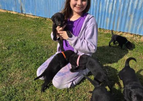 10 AKC-registered Labrador Retrievers for Sale