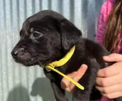 10 AKC-registered Labrador Retrievers for Sale