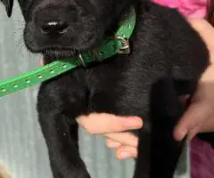 10 AKC-registered Labrador Retrievers for Sale