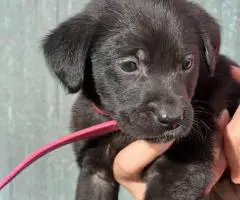10 AKC-registered Labrador Retrievers for Sale