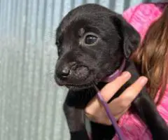 10 AKC-registered Labrador Retrievers for Sale
