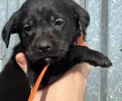 10 AKC-registered Labrador Retrievers for Sale