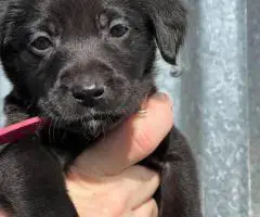 10 AKC-registered Labrador Retrievers for Sale