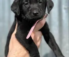 10 AKC-registered Labrador Retrievers for Sale