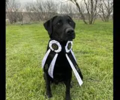 10 AKC-registered Labrador Retrievers for Sale