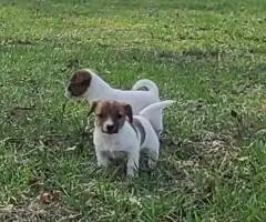 4 Jack Russell Terrier puppies for sale