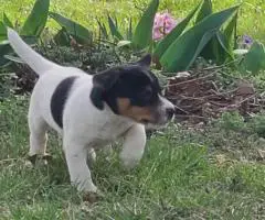 4 Jack Russell Terrier puppies for sale