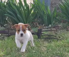 4 Jack Russell Terrier puppies for sale