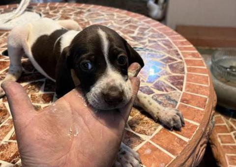 Purebred German Shorthair Pointer puppies for Sale