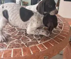 Purebred German Shorthair Pointer puppies for Sale