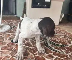 Purebred German Shorthair Pointer puppies for Sale