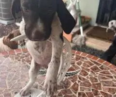 Purebred German Shorthair Pointer puppies for Sale