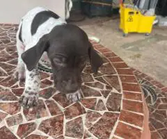 Purebred German Shorthair Pointer puppies for Sale