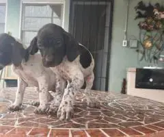 Purebred German Shorthair Pointer puppies for Sale