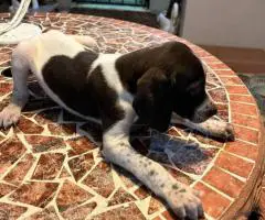 Purebred German Shorthair Pointer puppies for Sale