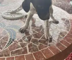 Purebred German Shorthair Pointer puppies for Sale