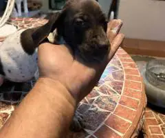 Purebred German Shorthair Pointer puppies for Sale