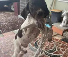Purebred German Shorthair Pointer puppies for Sale