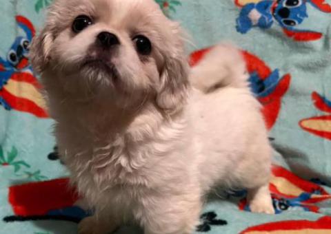 Pekingese ShihTzu Mix puppies for sale