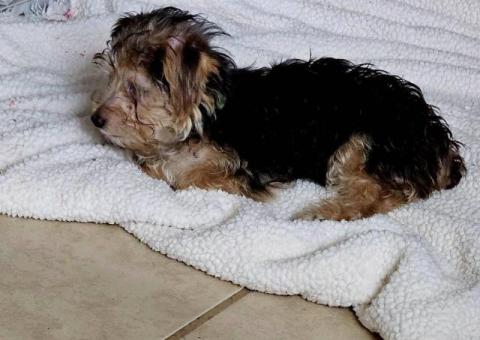 Cute little Silky Teddy Bear Yorkie puppies
