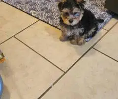 Cute little Silky Teddy Bear Yorkie puppies