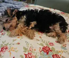 Cute little Silky Teddy Bear Yorkie puppies