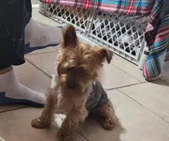 Cute little Silky Teddy Bear Yorkie puppies
