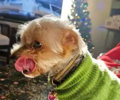Cute little Silky Teddy Bear Yorkie puppies