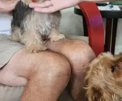 Cute little Silky Teddy Bear Yorkie puppies