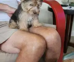 Cute little Silky Teddy Bear Yorkie puppies