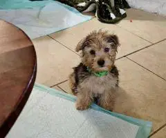 Cute little Silky Teddy Bear Yorkie puppies