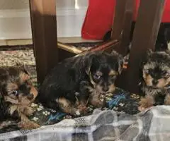 Cute little Silky Teddy Bear Yorkie puppies