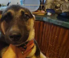 3 months old Shepsky puppies for sale