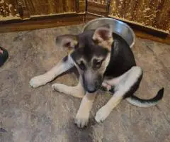 3 months old Shepsky puppies for sale
