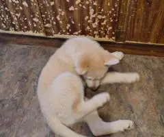 3 months old Shepsky puppies for sale