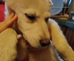 3 months old Shepsky puppies for sale