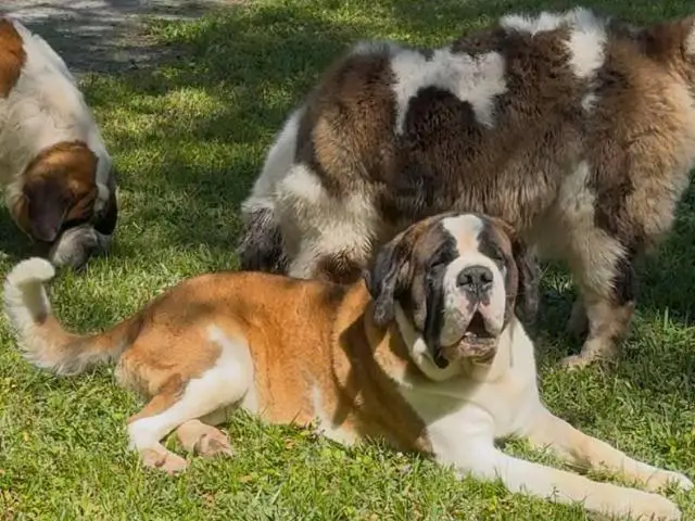 Purebred AKC Saint Bernard puppies for sale