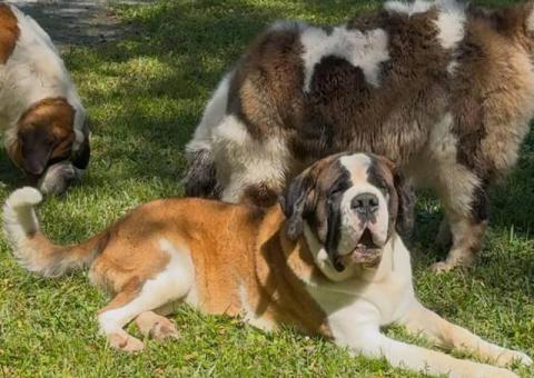 Purebred AKC Saint Bernard puppies for sale