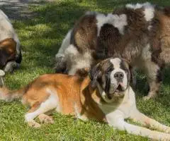 Purebred AKC Saint Bernard puppies for sale