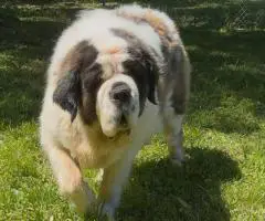 Purebred AKC Saint Bernard puppies for sale
