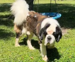 Purebred AKC Saint Bernard puppies for sale