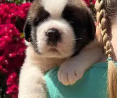 Purebred AKC Saint Bernard puppies for sale