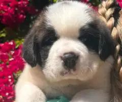 Purebred AKC Saint Bernard puppies for sale