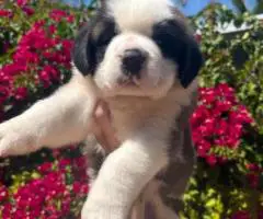 Purebred AKC Saint Bernard puppies for sale