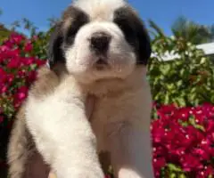 Purebred AKC Saint Bernard puppies for sale